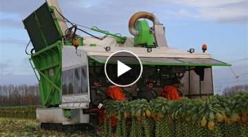 The story of the Brussels sprout | The sprout roller coaster! | Gebr. Herbert Zeewolde