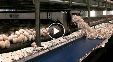 Amazing Food Processing Machines