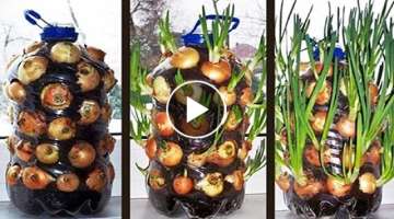 How to Grow Limitless Onions in plastic bottle