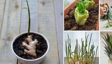 16 Kitchen Scraps That You Can Re-grow 