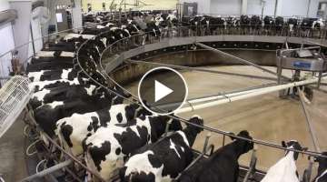 Modern Cow Raising Process Saves Millions of Dollars, Modern Cow Farming Harvest Milking Technolo...