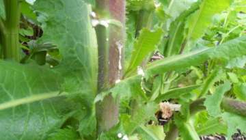 'Opium' Lettuce: Nature’s Best Painkiller is Growing in Your Backyard