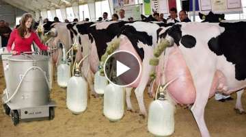Milk production on the farm and barn cleaning with technological tools...