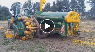 World Amazing Modern Agriculture Mega Machines Harvesters: Pumpkin and Squash Field Fertilizing