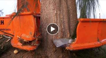 Amazing Fastest Big Tree Cutting Equipment Working - Dangerous Tree Harvester Stump Destroy Machi...