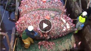 Here is The Big Catch &You Won't Believe That How Many Fishes, Amazing Fish Processing Machine