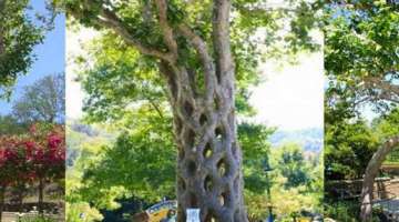 Man Spends 40 Years Bending Trees into Mesmerizing Works of Art