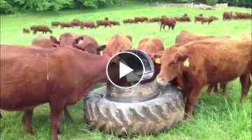 Intelligent Technology Smart Farming Automatic milking machine, Feeding, Cleaning Cow Goat