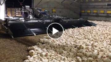 Amazing Modern Chicken Harvest Automatic Machines Process, This Tools Save for Farm Million Dolla...